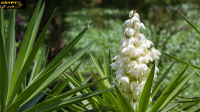 Flor de izote