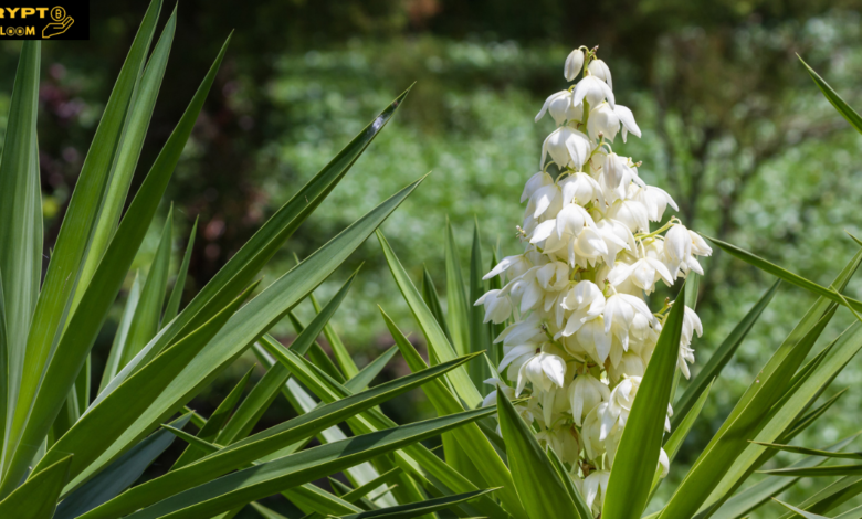 Flor de izote